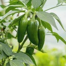 Jalapeno Pepper Vegetable Seeds for Planting, heirloom & Non-GMO Seeds